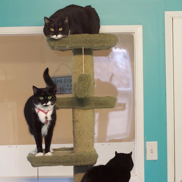 Emily, Tux and Georgia sharing one of our huge cat trees