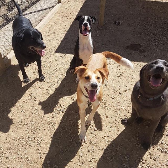 Some pups happy that spring has finally arrived!