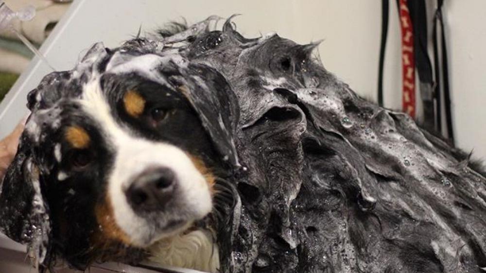 Second Home Pet Resort Edmonton and area pet boarding kennels