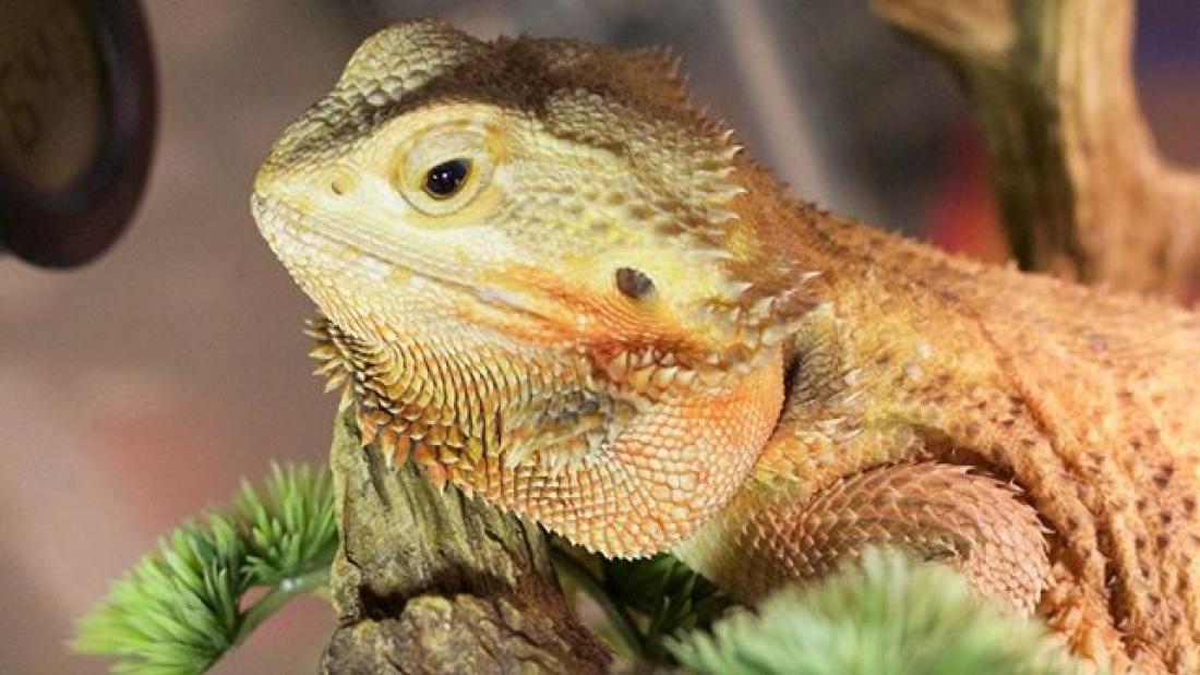 Second Home Pet Resort Edmonton and area pet boarding kennels