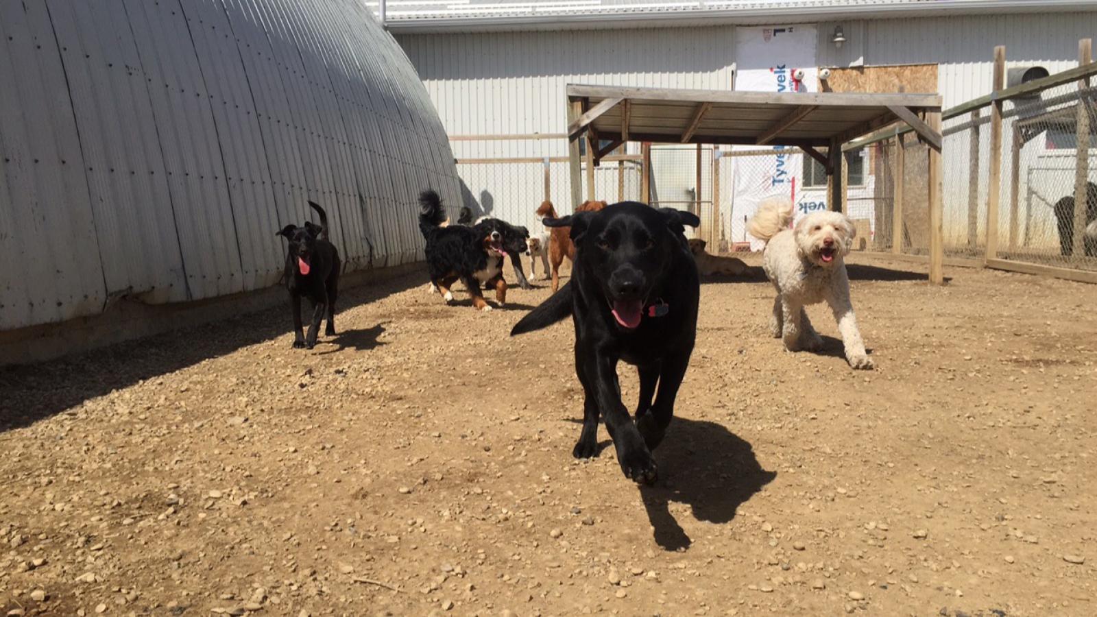 Second home dog clearance boarding